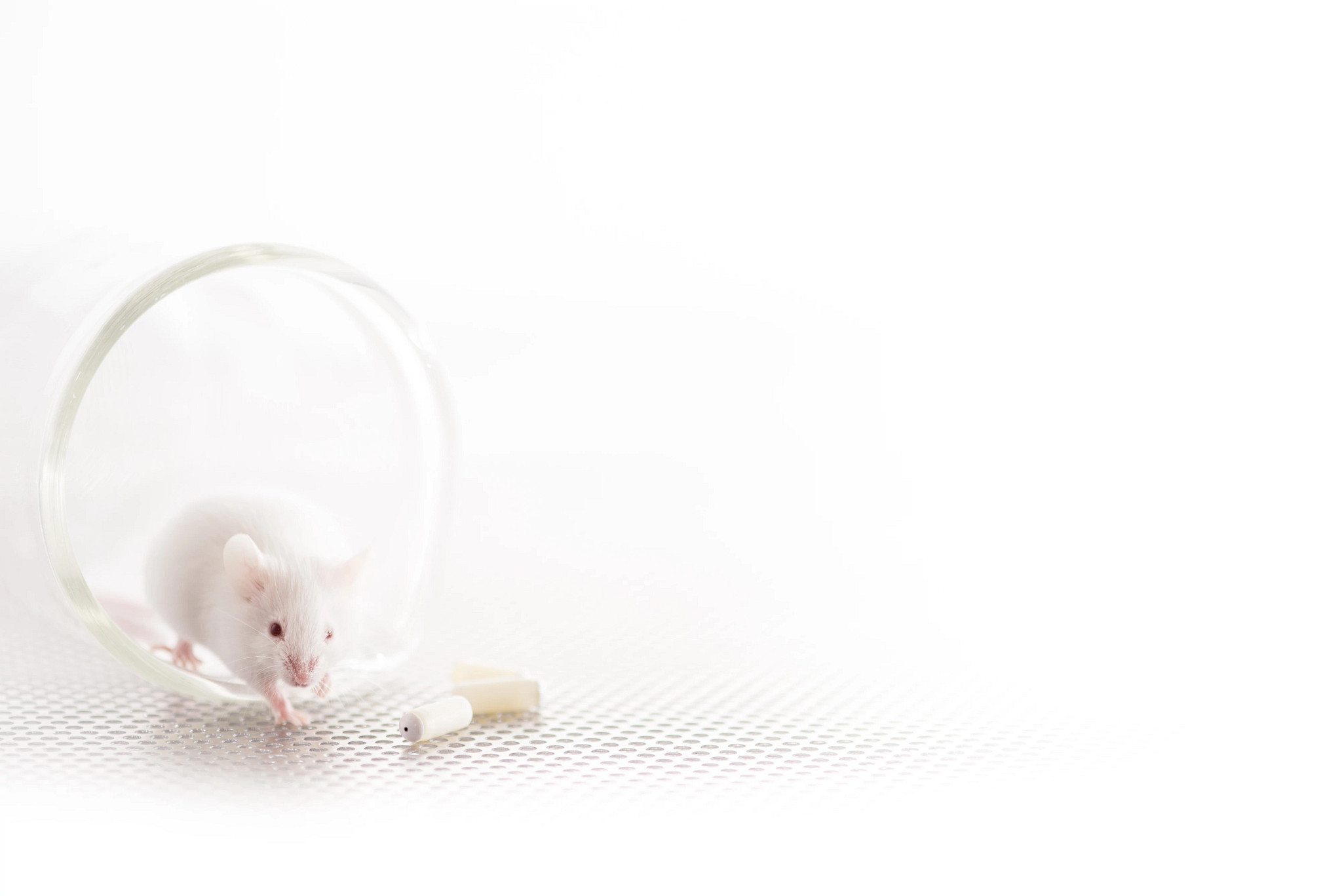 cream-colored ALZET Osmotic Pump