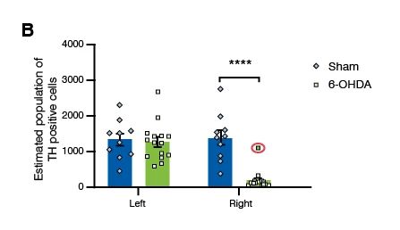Figure B: Immunohistochemistry of striatum of Vehicle versus 6-OHDA treatment groups and a graph of the quantification of these two groups.