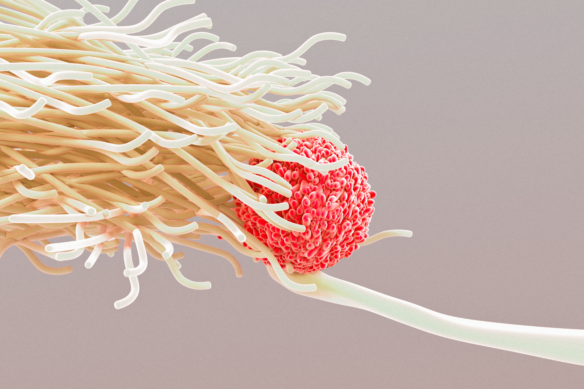 Immunology research and development