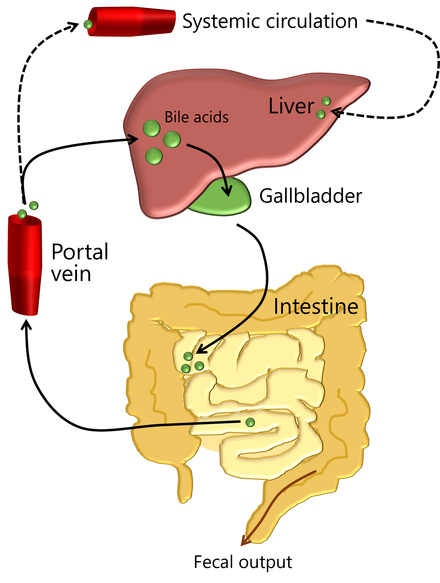 Enterohepatic (re-)circulation of bile acids