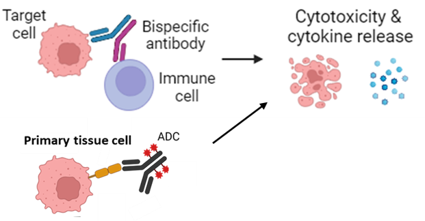 DS_Antibody_2026_SA_AntibodyInVitro_Antibody CharacterizationPage_WebGraphic.png