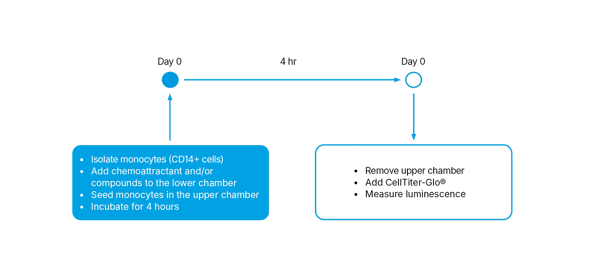 Illustration of the assay workflow showing day zero to 4 hours.