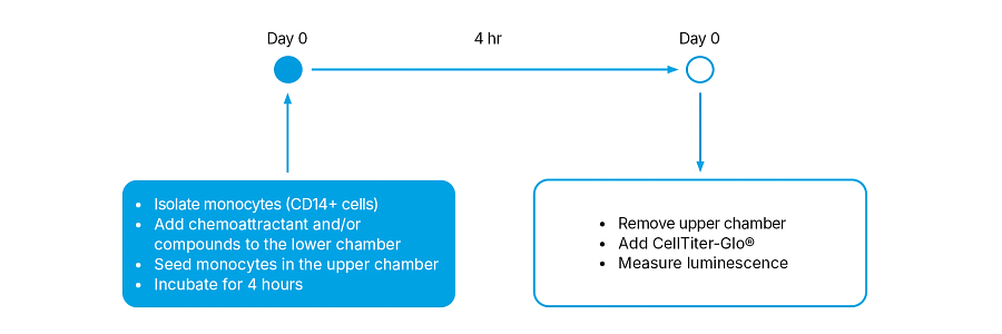 Illustration of the assay workflow showing day zero to 4 hours.