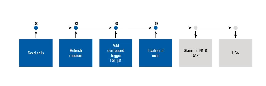 Diagram showing the process and timelines for the Epithelial-to-Mesenchymal (EMT) Assay.