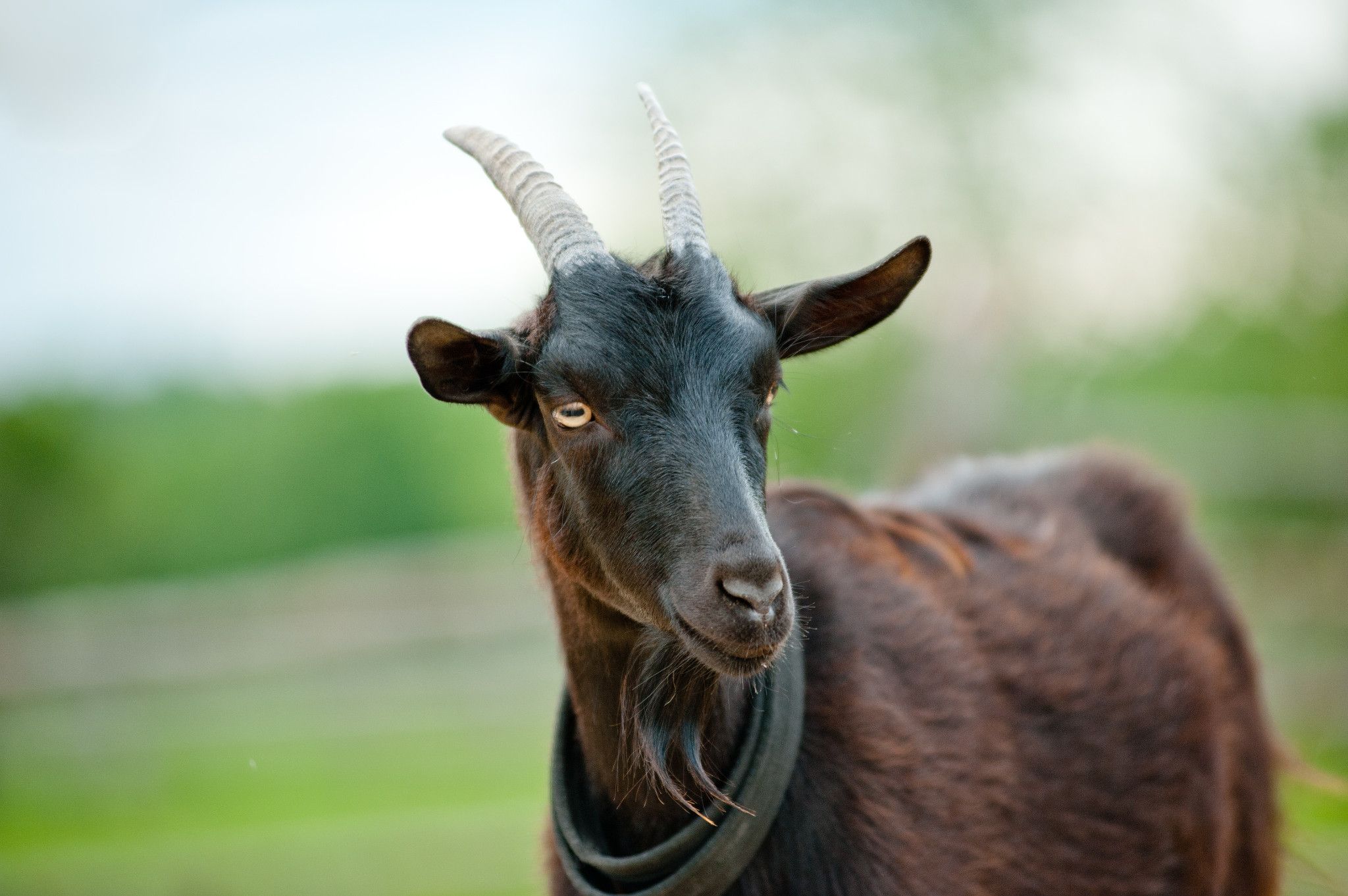 Close-up of a brown goat on a green background