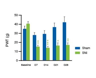 Spared Nerve Injury (SNI) Validation Data. Bar graph showing the SNI Tactile Allodynia: 4-Week Follow-Up