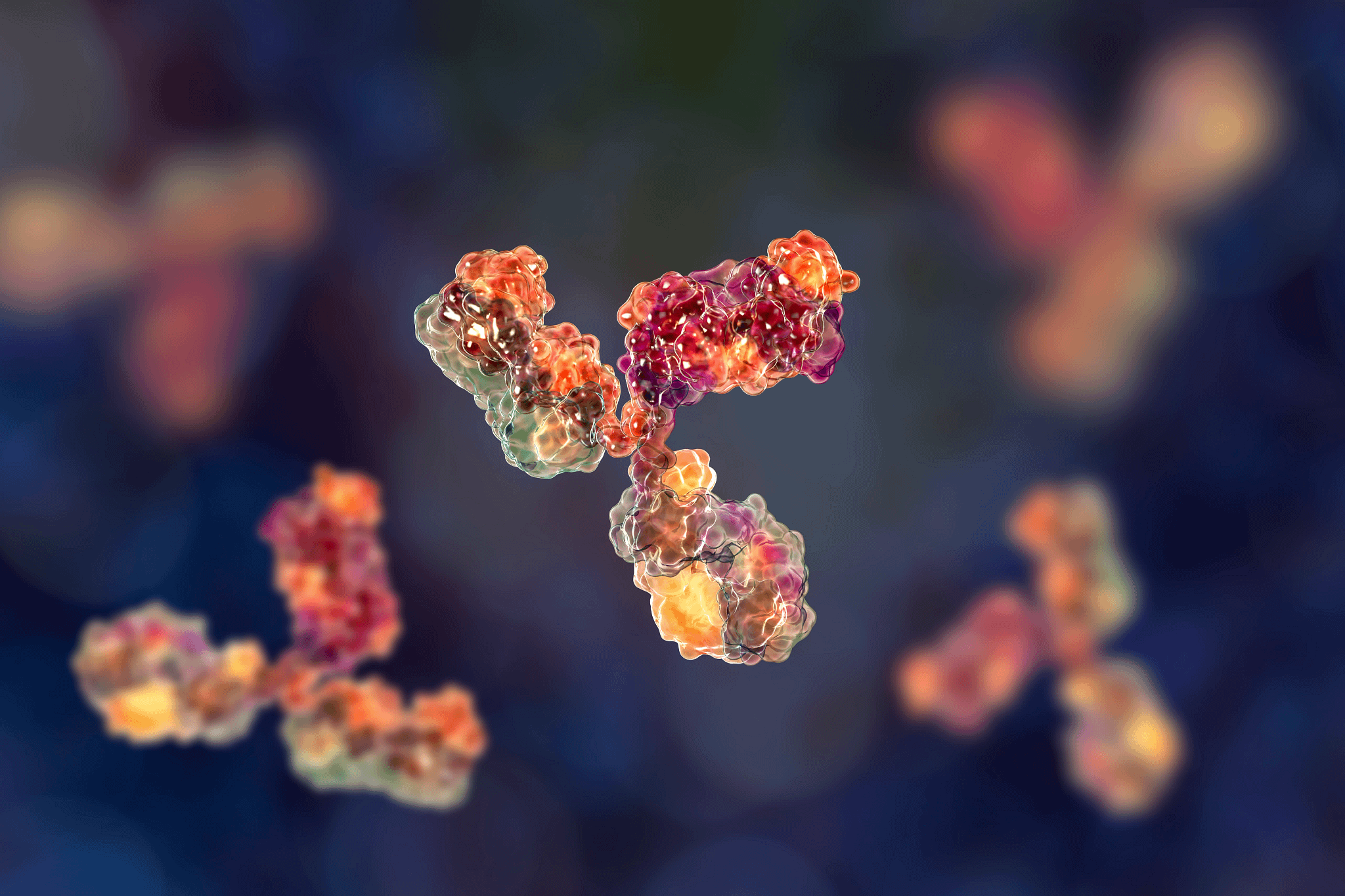 Molecular model of antibody taking part in immune defense
