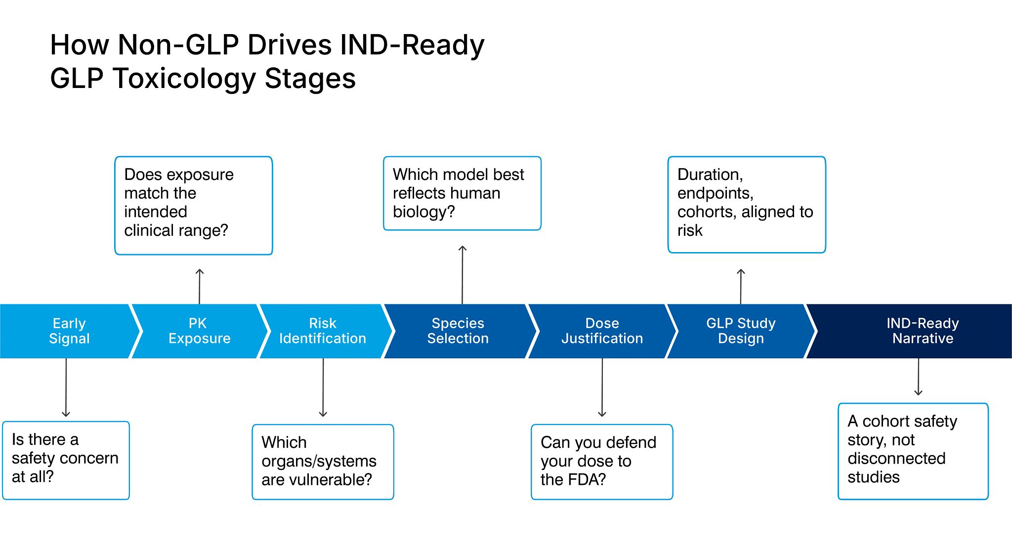 Flowchart showing how non-GLP studies support IND-ready GLP toxicology through stages including early safety assessment, PK exposure, risk identification, species selection, dose justification, GLP study design, and development of a cohesive regulatory safety narrative.