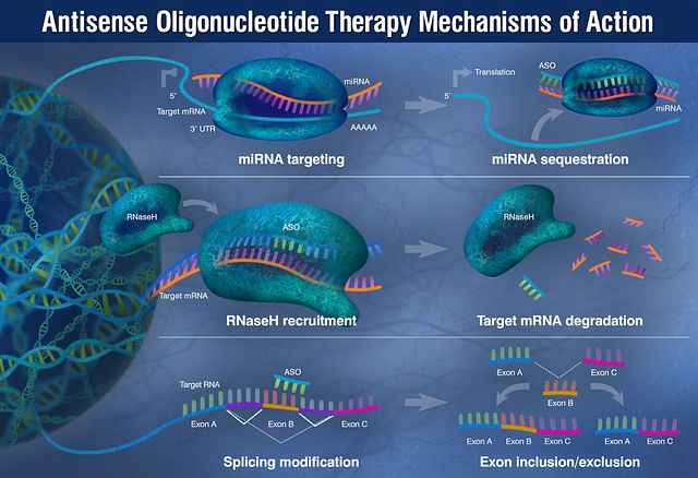 Antisense Oligonucleotide Therapy Screening Service L Charles River