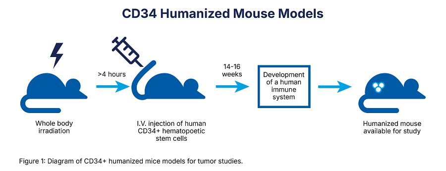 diagram of CD34+ humanized mice models for tumor studies