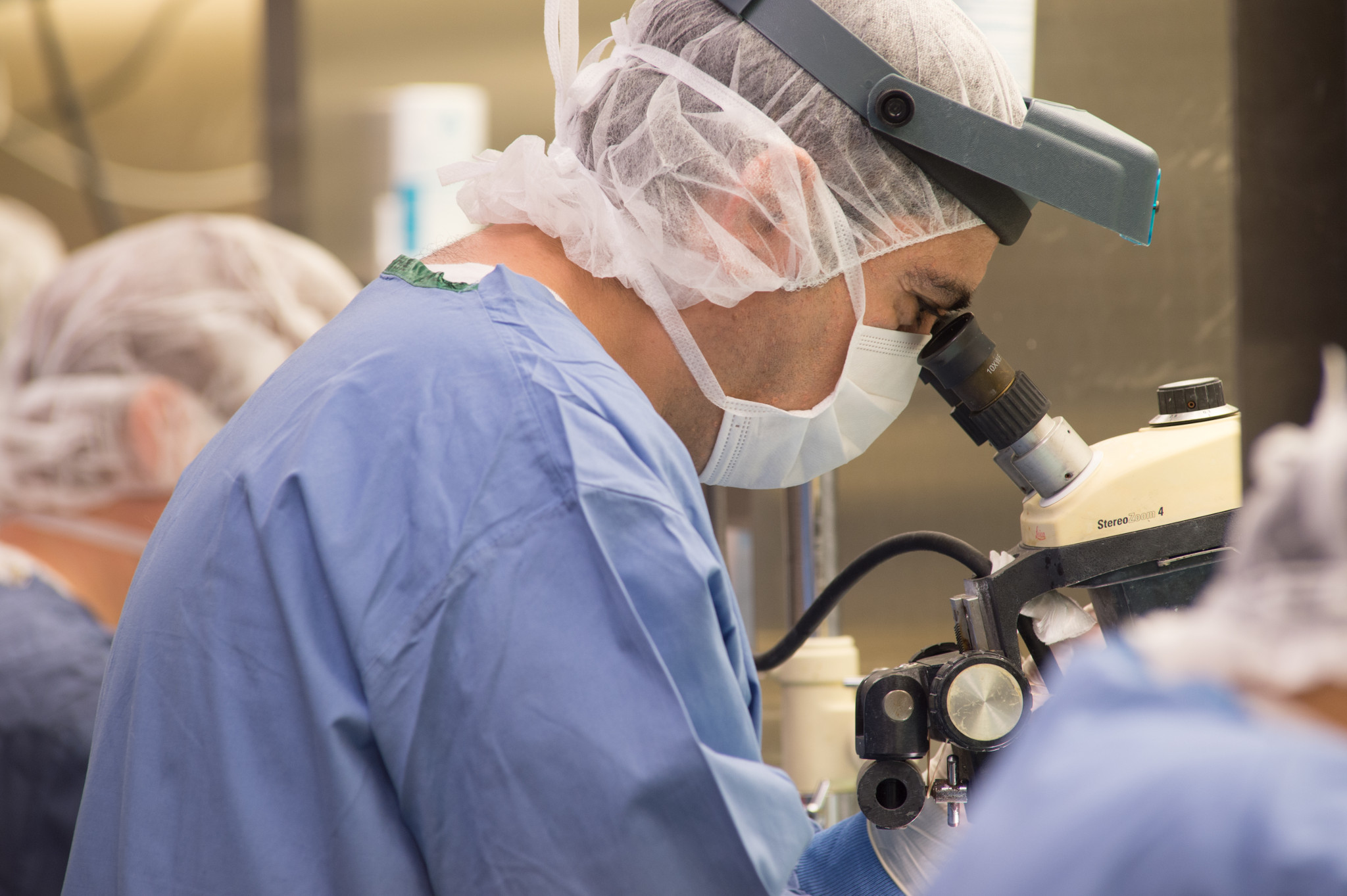 Technicien en salle de chirurgie pour rongeurs