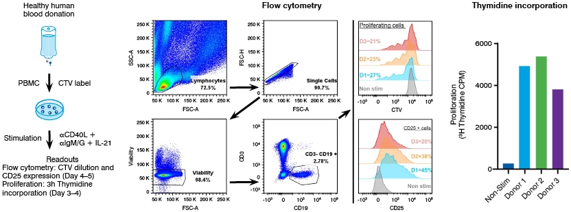 B cell proliferation and flow cytometry results