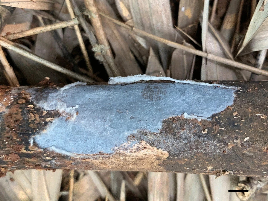 Cyanoporus fuligo.jpg