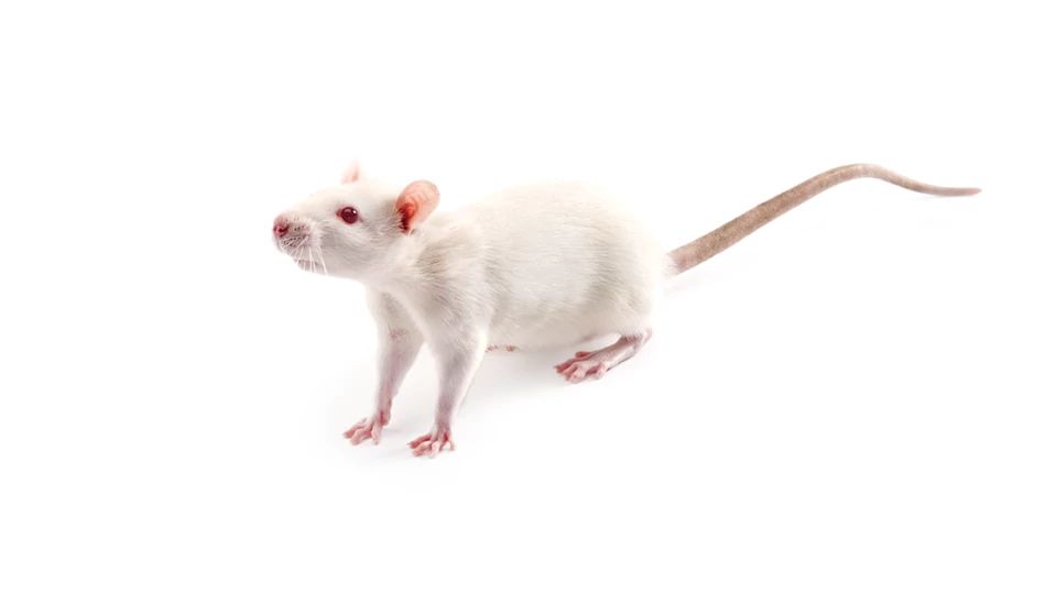 Wistar Kyoto (WKY) Rat