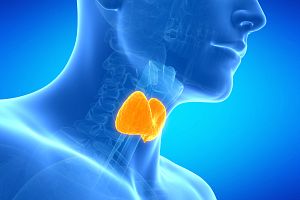 3d illustration medical illustration of the thyroid gland.