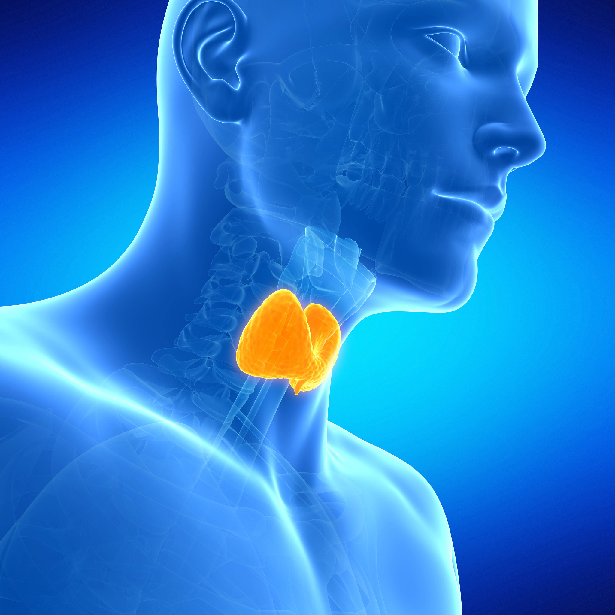 Illustration of the thyroid gland to represent endocrine disruptor activity.