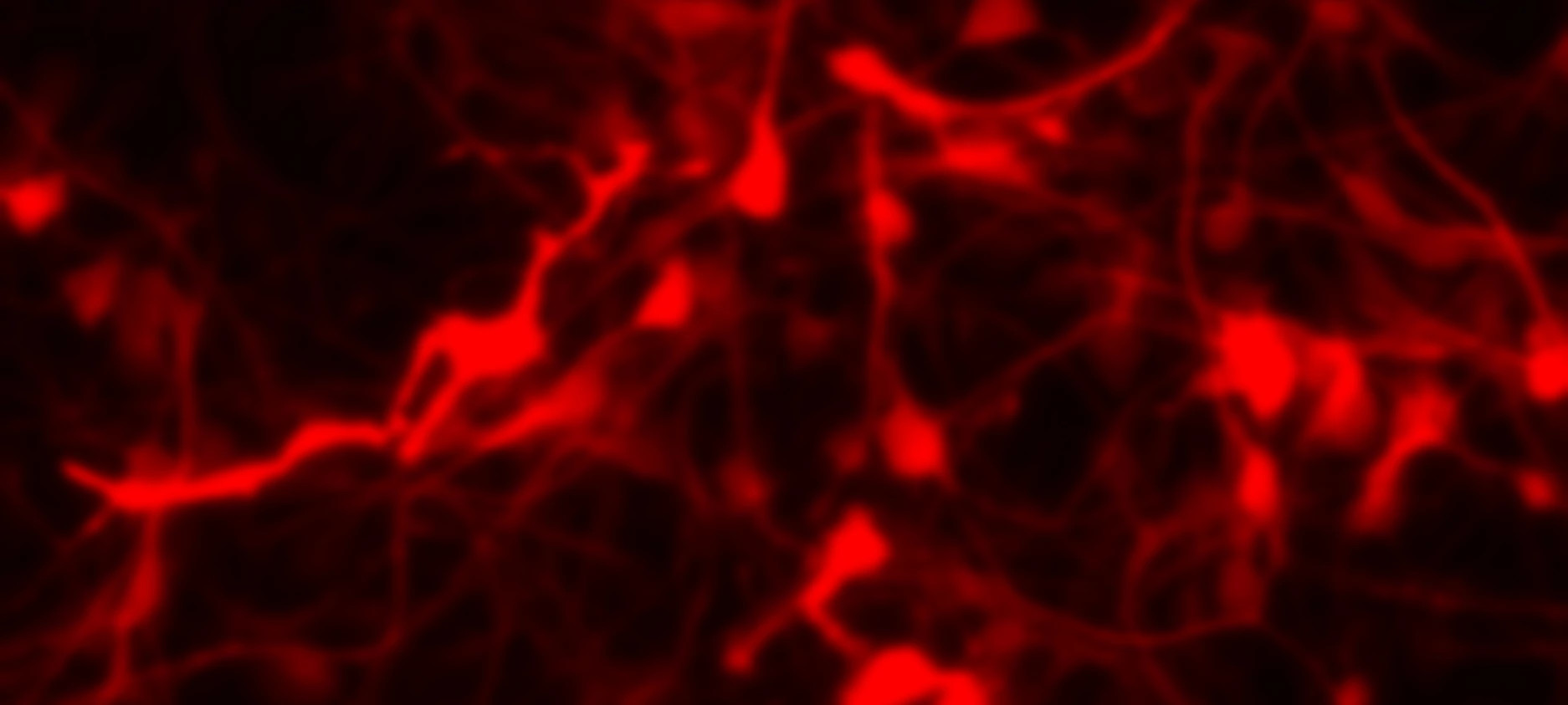 Alpha Synuclein Assay Charles River