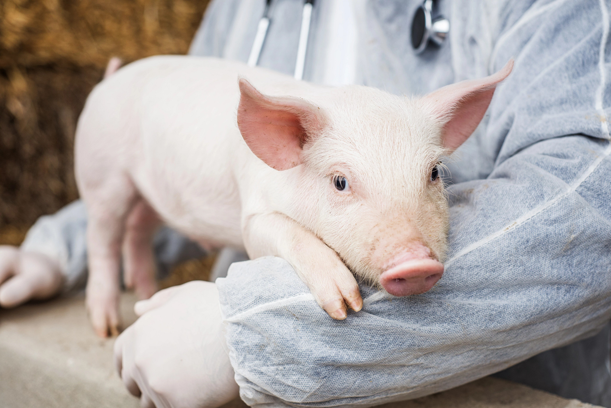 gowned veterinarian holding a young pig