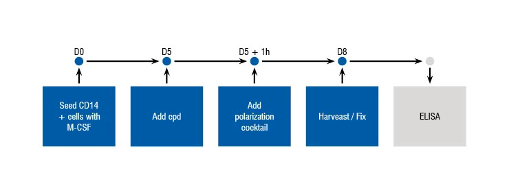 Figure showing the process and timelines for the M2 Polarization assay.