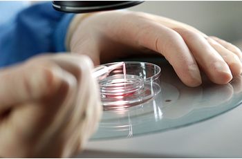 embryology