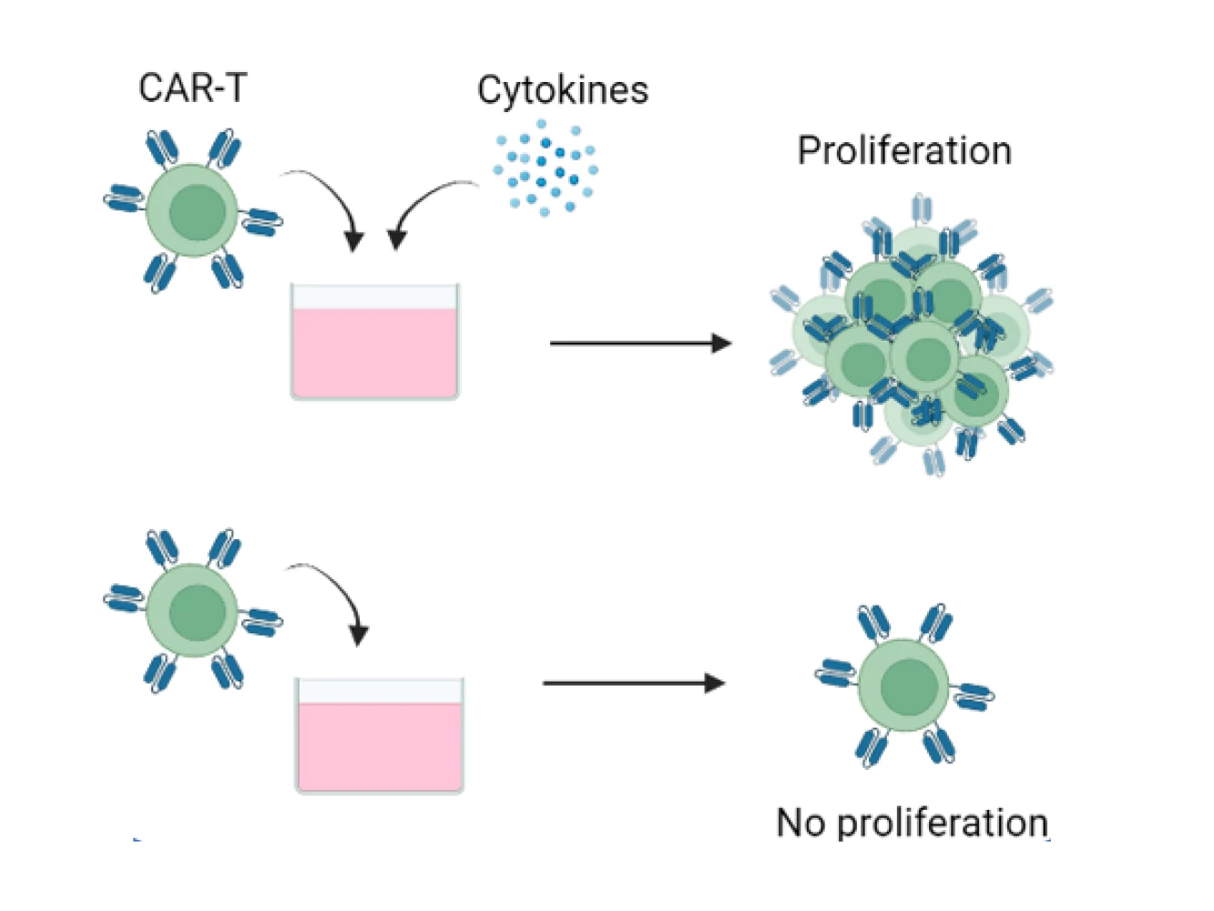 Illustration showing Cytokine independent growth assay