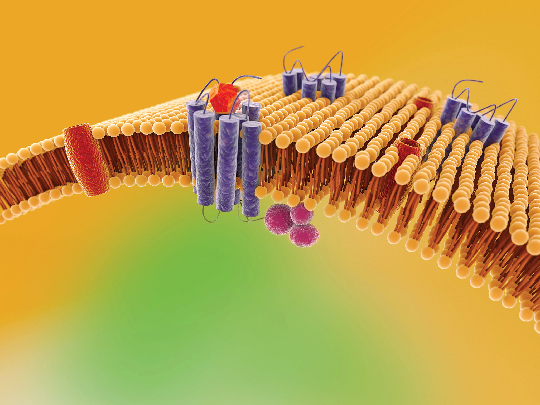 Drug Transporters in Drug-Induced Liver Toxicity | Charles River