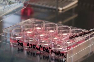 vials being used in GLP-1 Potency testing
