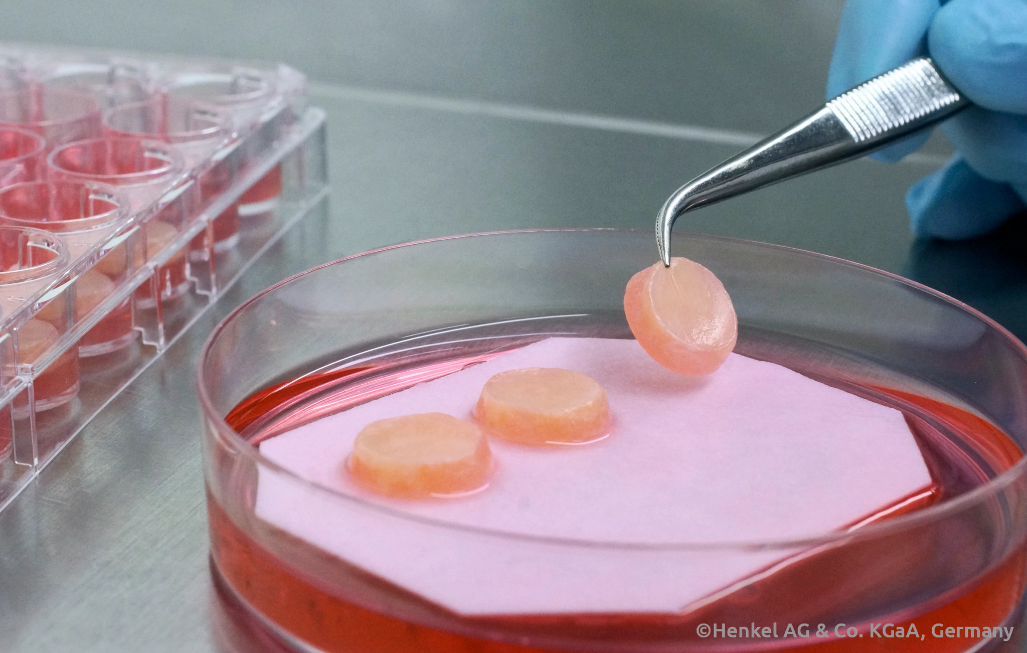 Phenion FT skin model.