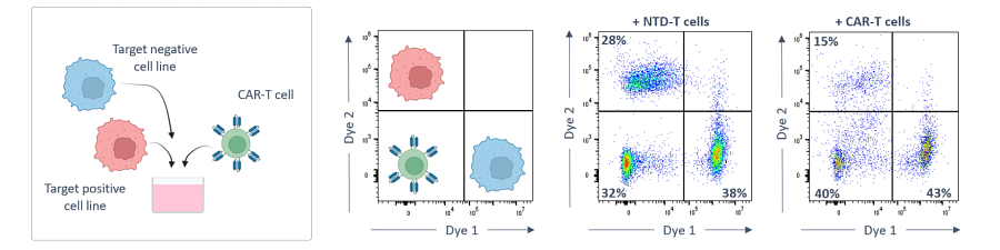 Diagram showing 3-way co-culture assay to determine bystander effect.