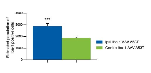 Iba-1 positive cells in a transgenic mouse model of Parkinson’s disease.