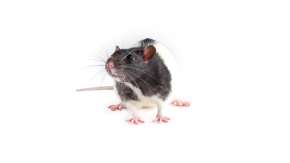 ZSF1 Rat (Lean) | Charles River