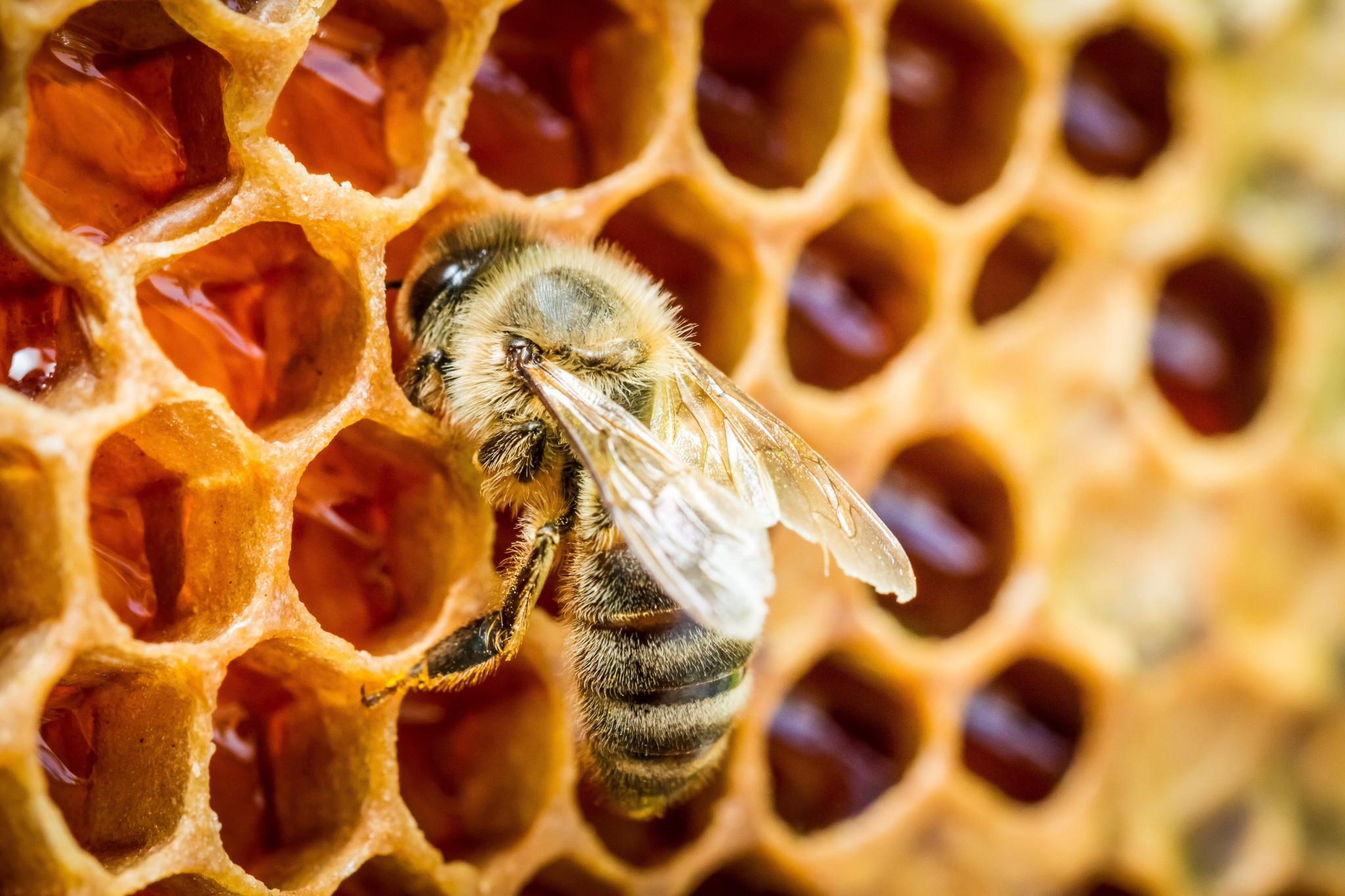 Bee on a honeycomb to represent story content on bee toxicology testing