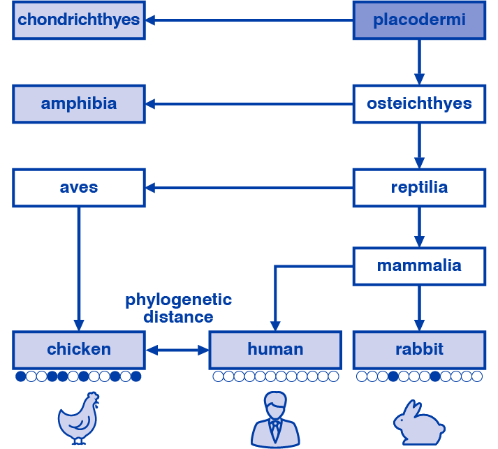 BI_2022_Phylogenetic Distance_graphic.png