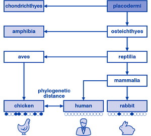 BI_2022_Phylogenetic Distance_graphic.png