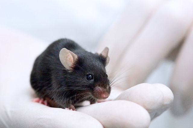 black mouse being held in white gloved hand