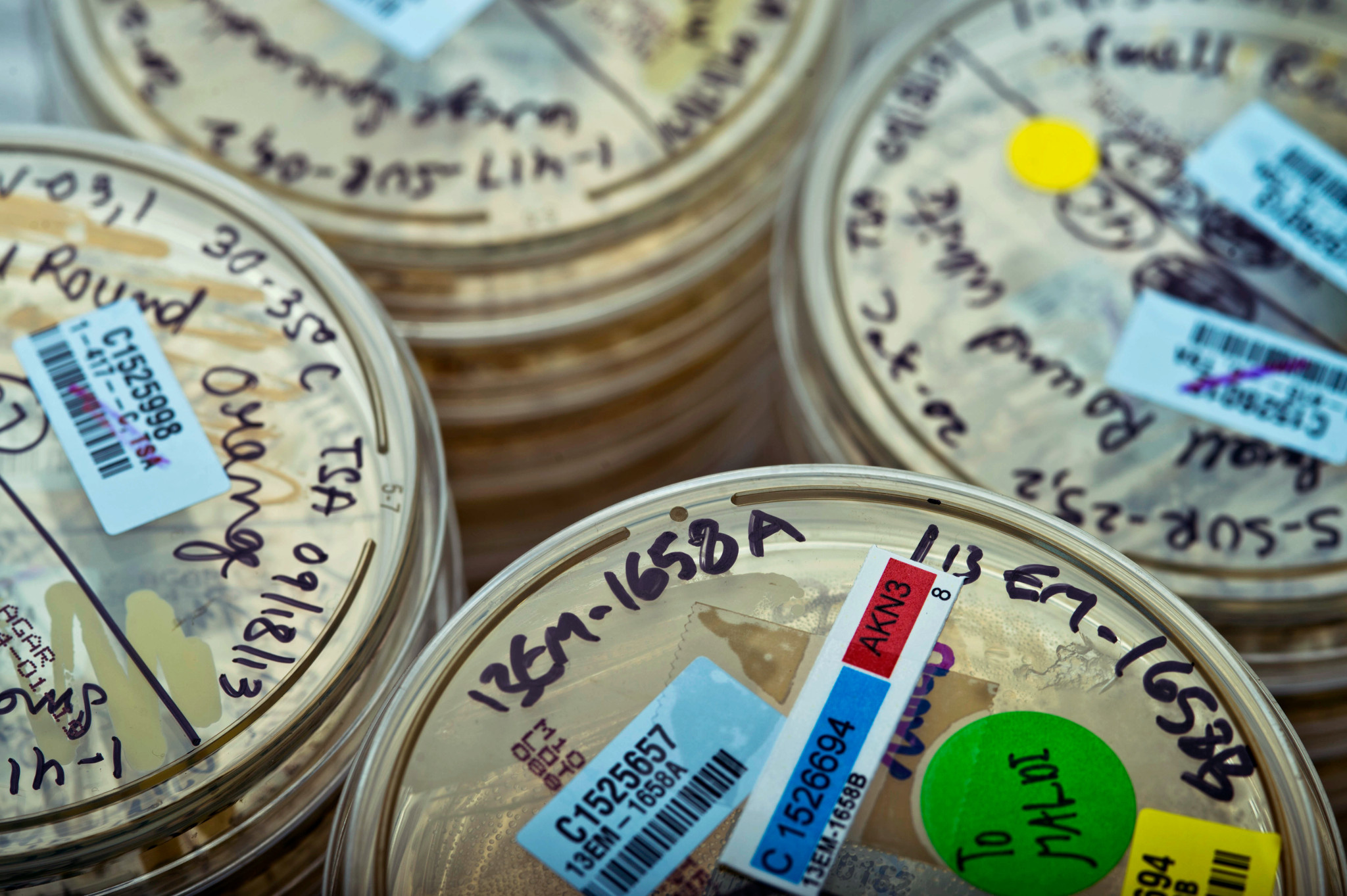 Stacks of labeled petri dishes, each marked with handwritten notes, barcodes, and colored stickers, arranged closely together in a laboratory setting.