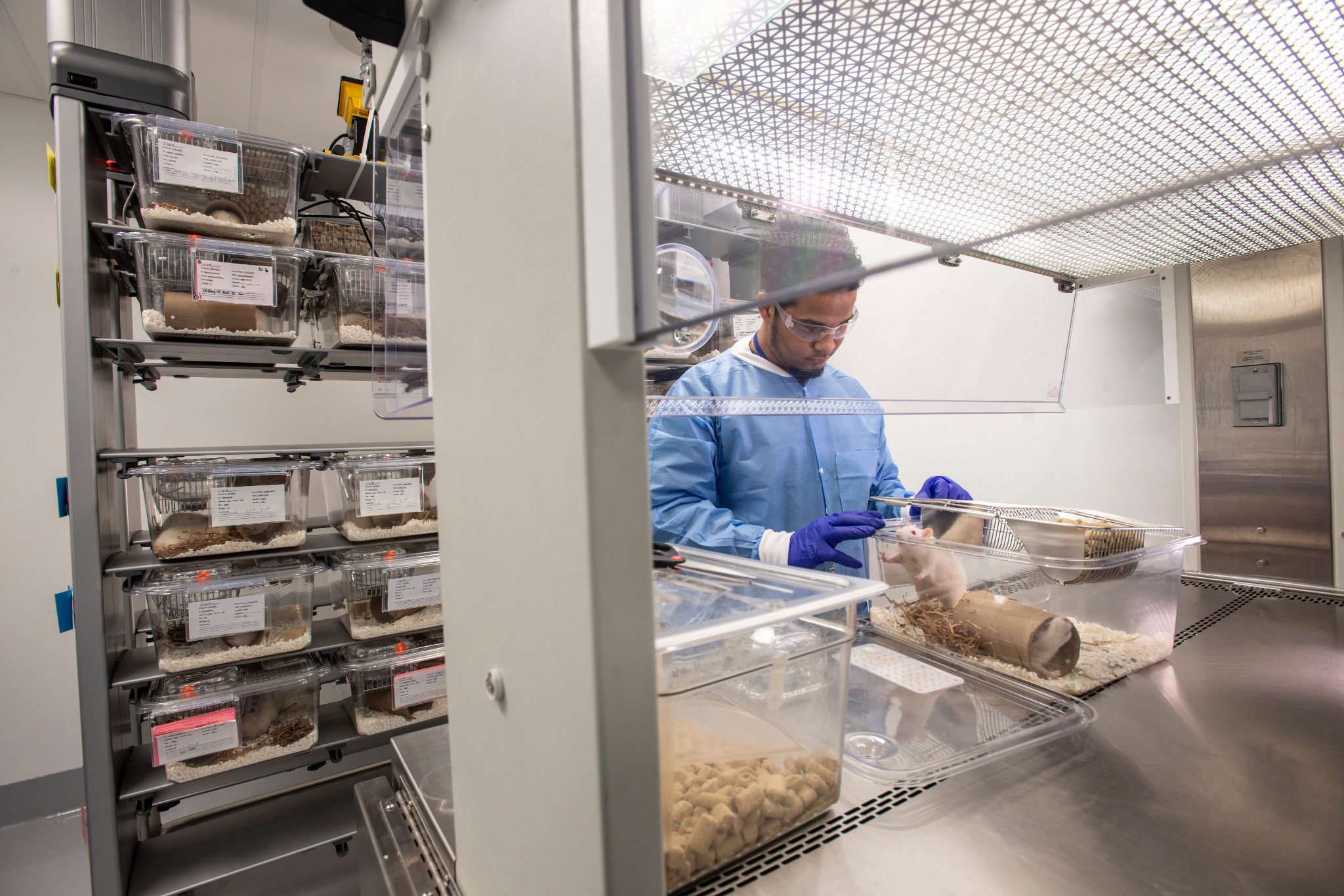 animal care technician changing cage under hood