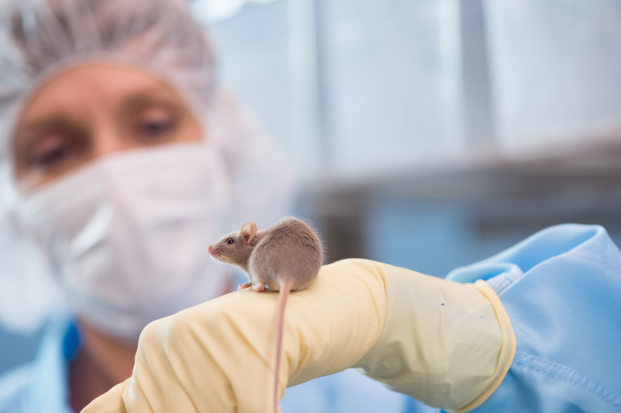 Scientist wearing PPE and holding a mouse.