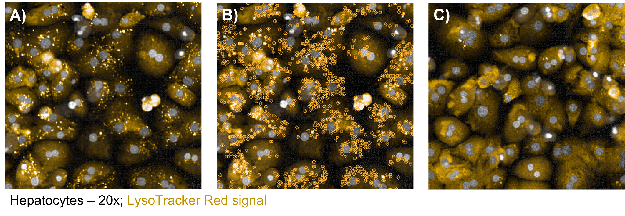 Lysosomal Trapping Assays | Charles River