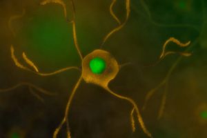 abstract ditial rendering of microglia
