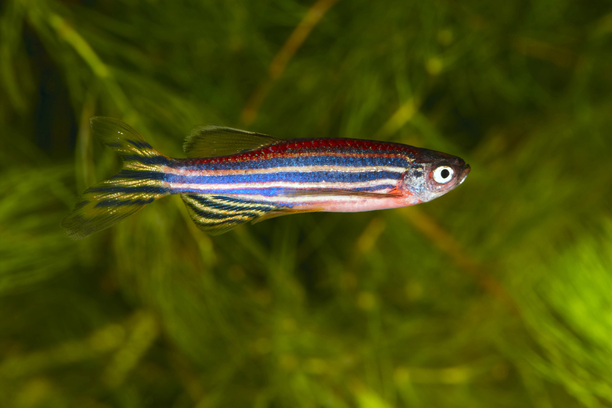 Blue and silver zebrafish used in aquatic toxicity studies.