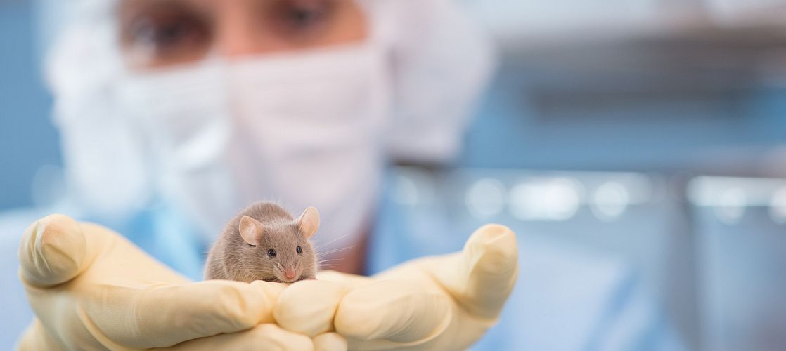 Scientist at the CRADL™ Hub in London holding a brown mouse in gloved hands.