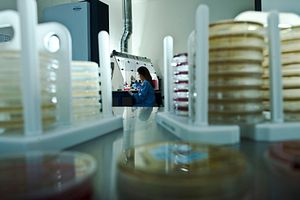 Bacterial identification lab technician performing microbial testing in a flow hood