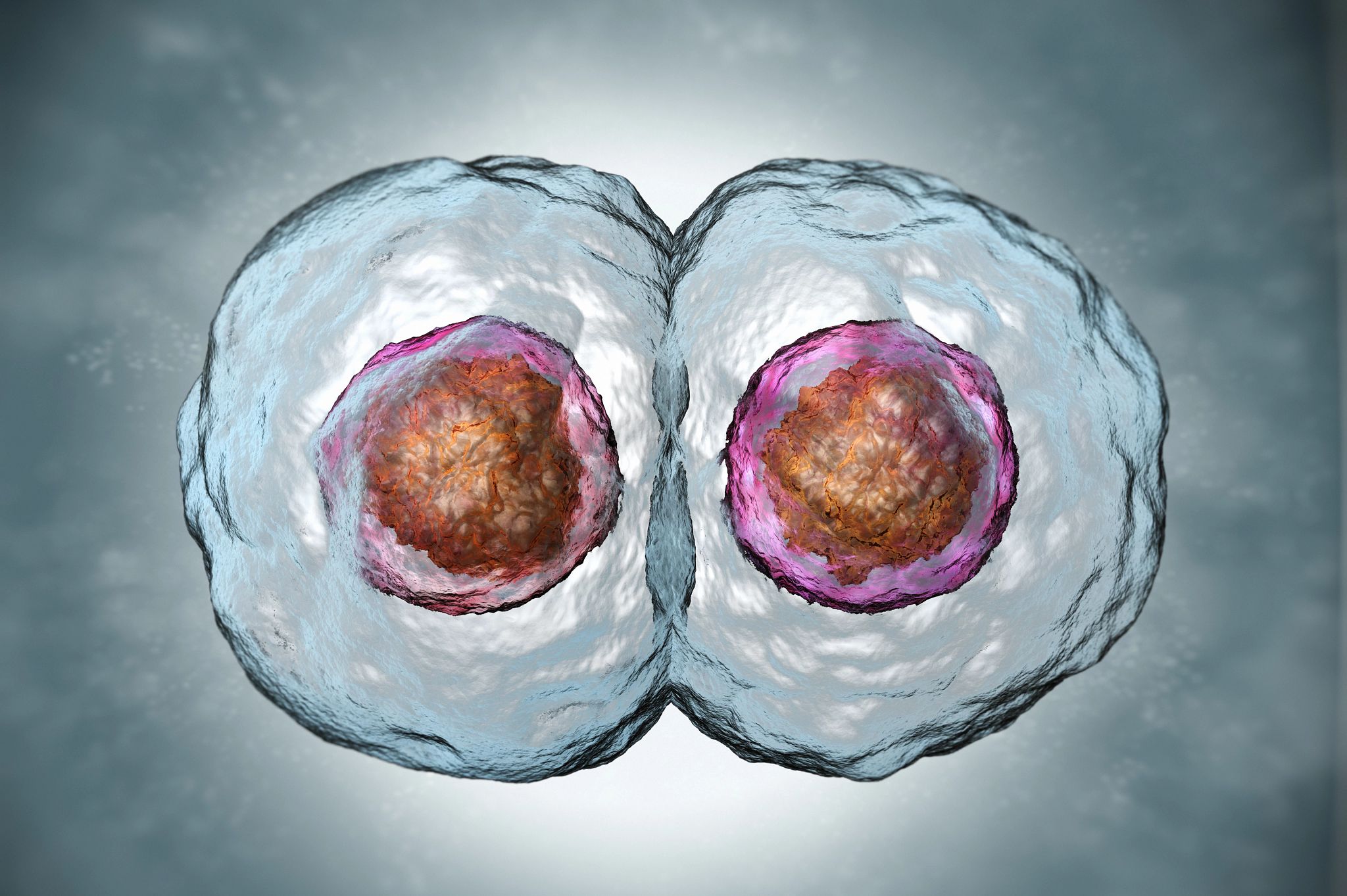 two-cell embryo