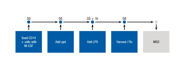 Figure showing the timelines and stages of the M1 Polarization Assay.