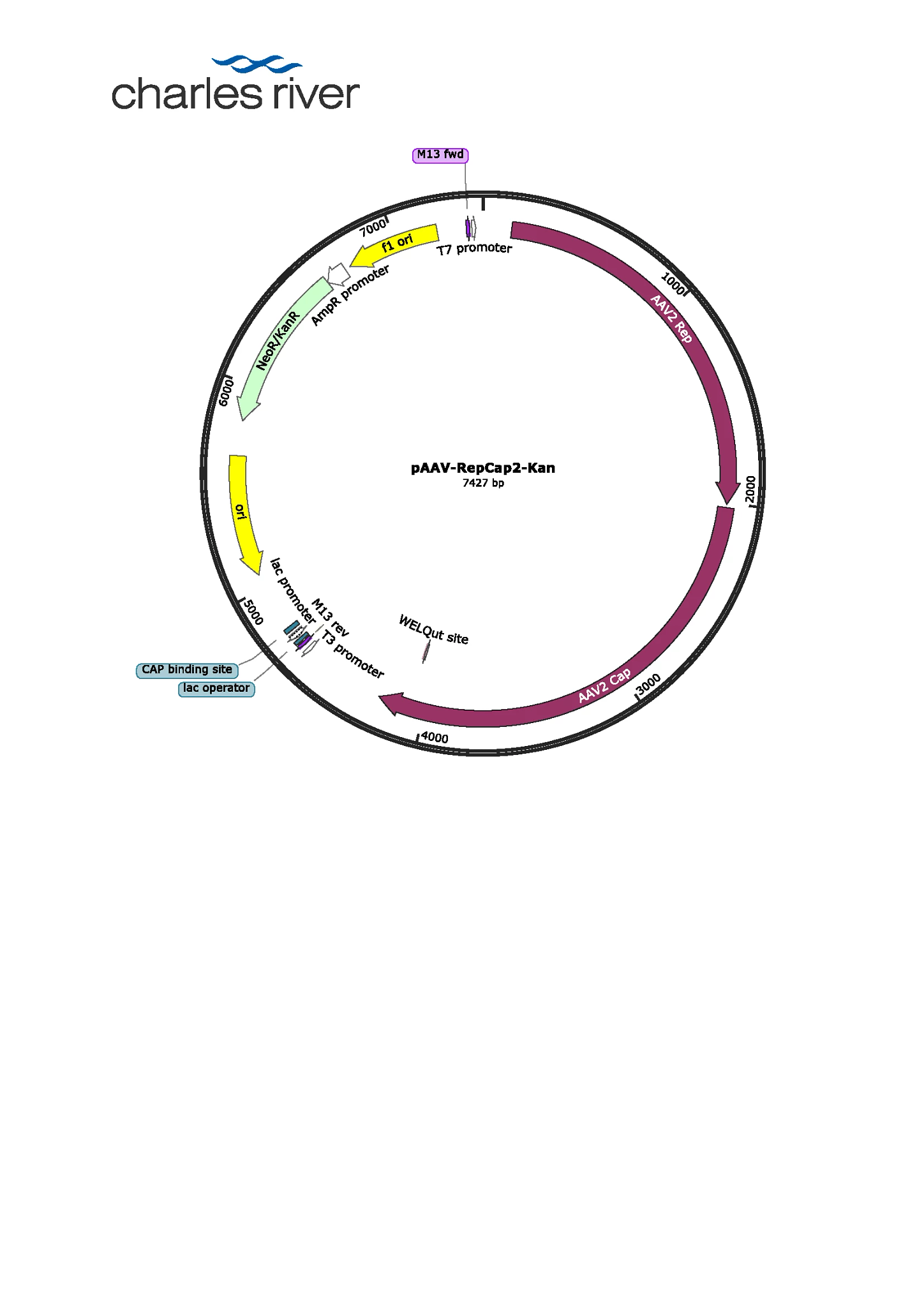 pAAV_RepCap2_Kan map PNG