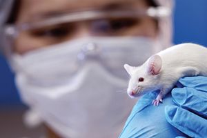 animal care technician holding white mouse with gloved hand and wearing face mask
