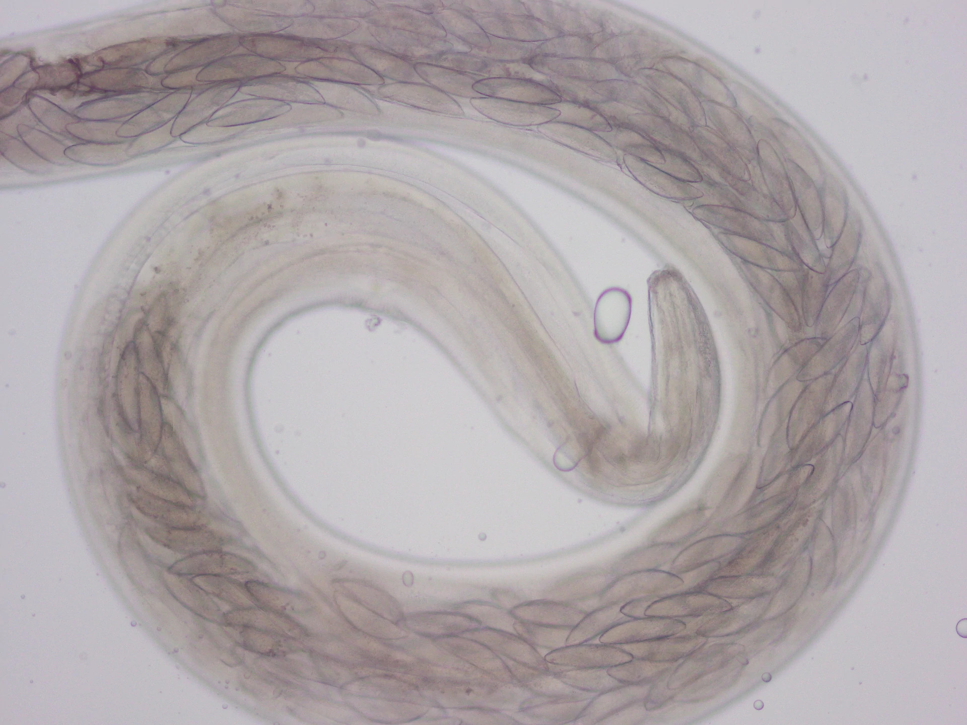 2021058659 M3 S. obvelata (head).JPG