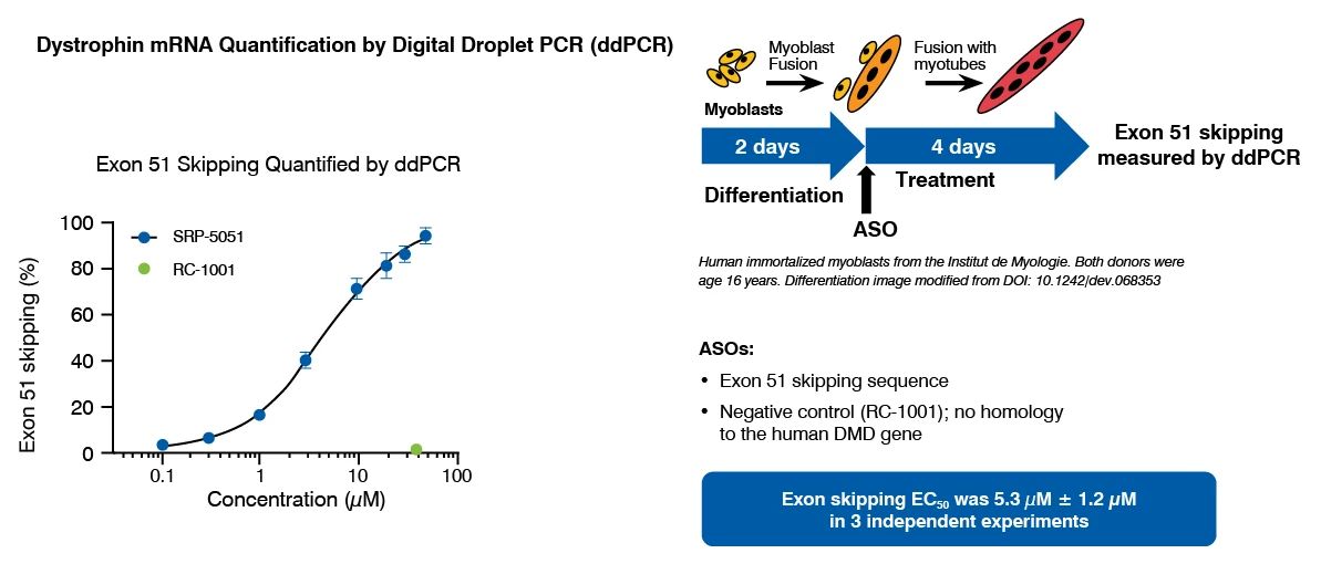quantification of dystrophin mRNA following treatment with an exon 51 skipping ASO