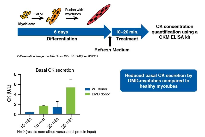 reduced CK secretion in DMD myotubes compared to healthy controls